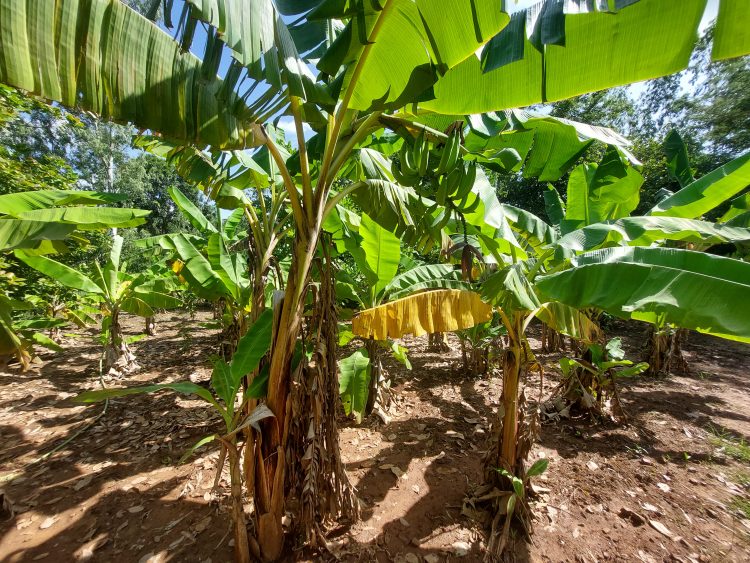 Il y a 300 arbres de banane et plantain