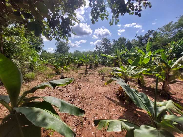 Il y a 300 arbres de banane et plantain