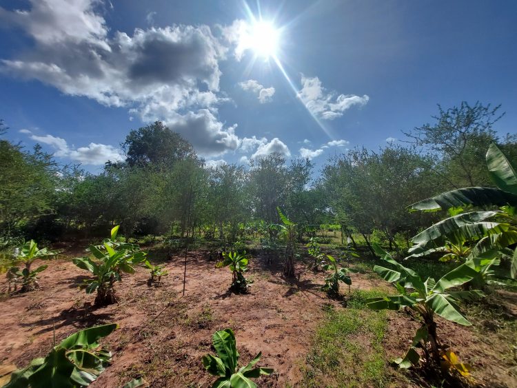 Cette année nous plante l'arachide, le concombre, ocra, tomate et poivron
