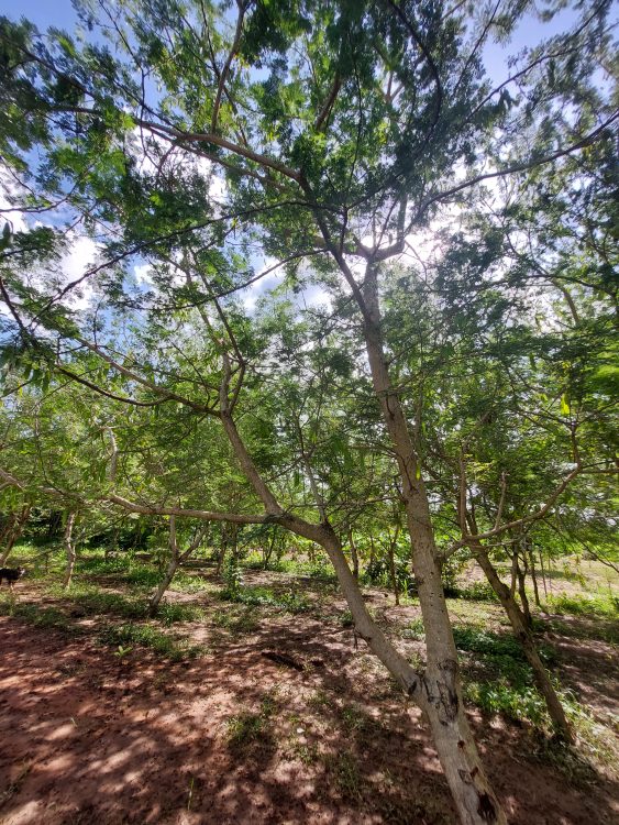 Arbres de gomme Arabique (Acacia Senegal)