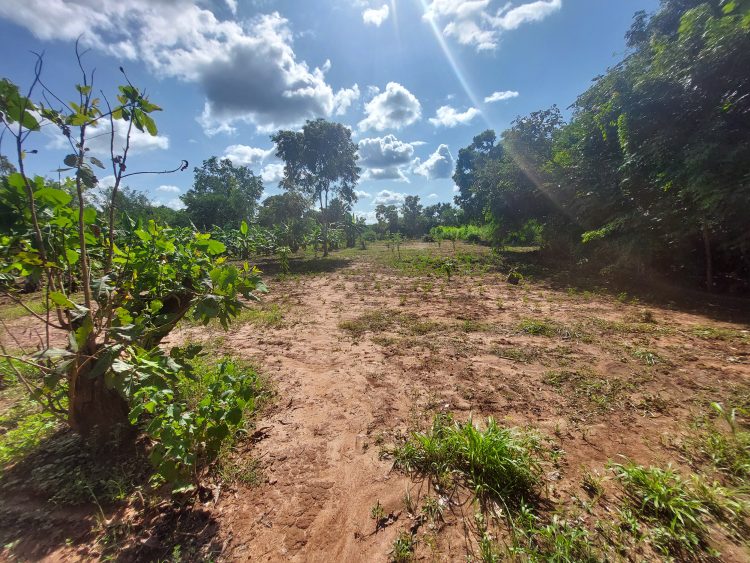Cette année nous plante l'arachide, le concombre, ocra, tomate et poivron
