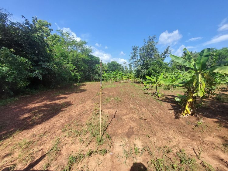 Cette année nous plante l'arachide, le concombre, ocra, tomate et poivron