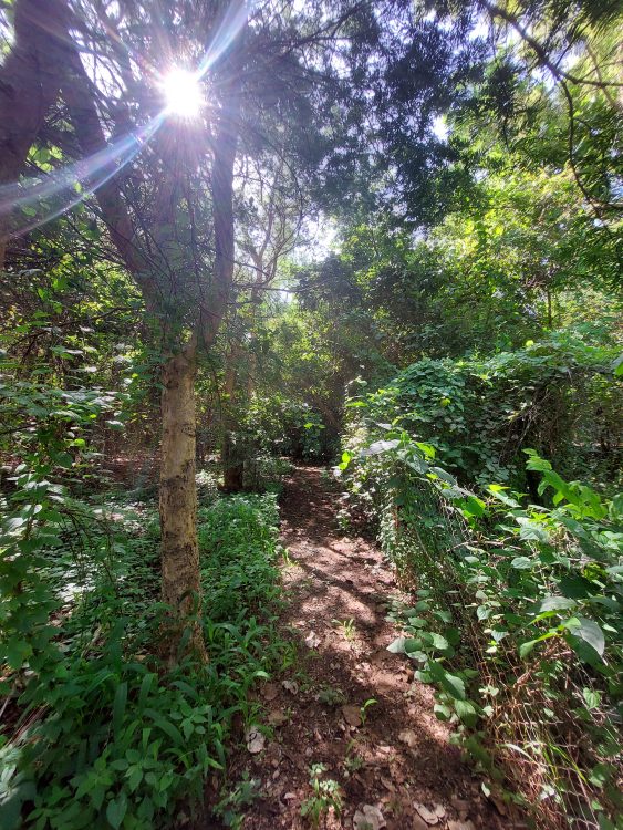 Biodiversité énorme