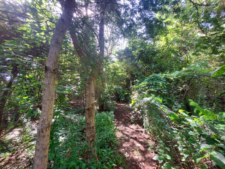 Biodiversité énorme